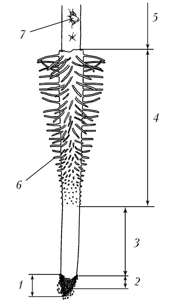 Строение зоны корня рисунок. Зоны корня чехлик. Корневая система корневой чехлик. Строение корня чехлик. Строение кончика корня проростка пшеницы.