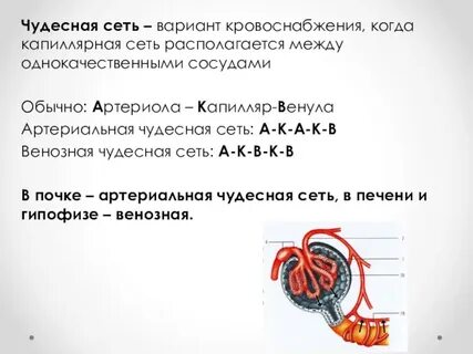 Густая капиллярная сеть где находится