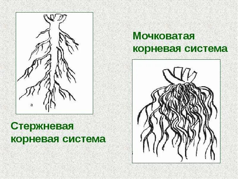 Корень ое корень. Стержневая мочковая система корны. Мочковатая корневая система подорожник. Строение корня стержневой системы.