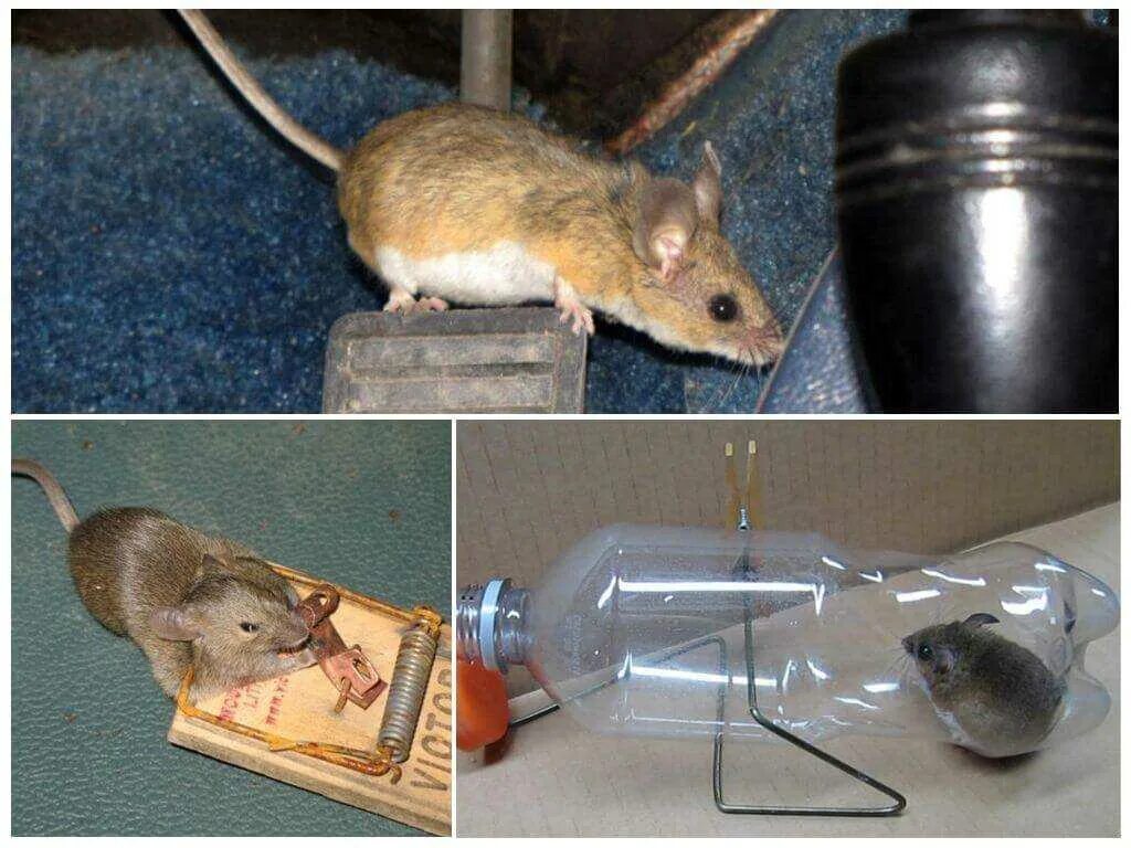 Избавиться от домашних мышей. Мышь в квартире. Мыши в частном доме. Мыши в доме. Завелись мыши.