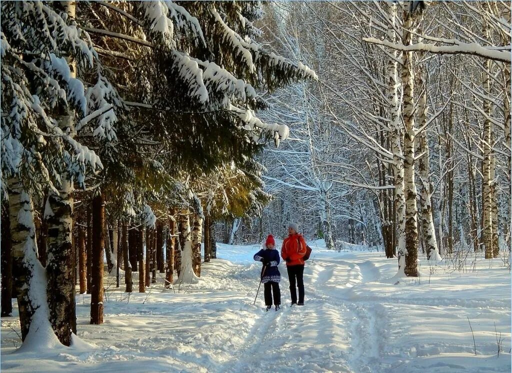 В лесу зимой можно. Зимняя прогулка. Прогулка в зимнем лесу. Прогулка по зимнему лесу. Прогулка зимой.