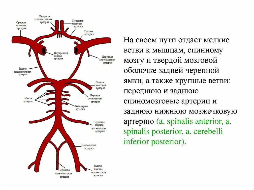 Артерии человека. Артерии схема. Названия артерий. Ветви артерий.