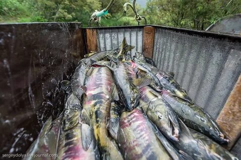 Дикий камчатский лосось