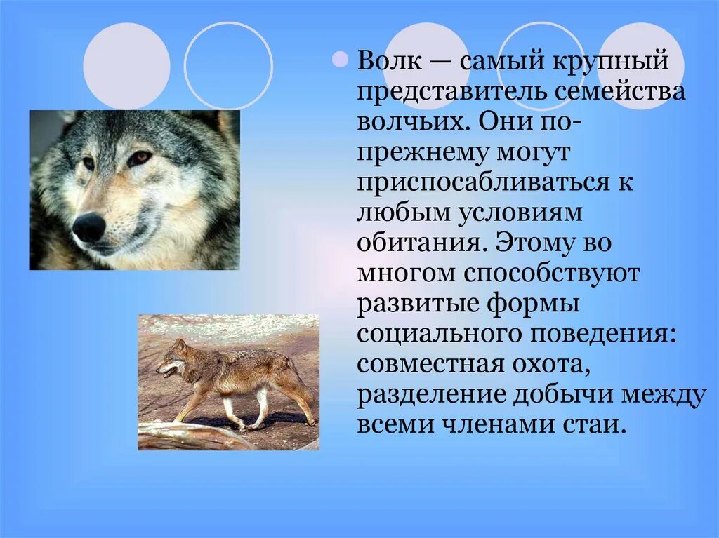 Волк наиболее крупный представитель семейства. Семейство волчьих представители. Обитание волка. Хищные семейство Волчьи представители. Волк в какой природной зоне