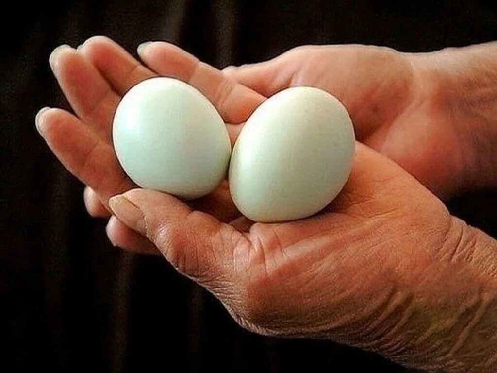 Two eggs. Яйцо. Два яйца. 2 Куриных яйца. Два куриных яйца в руке.