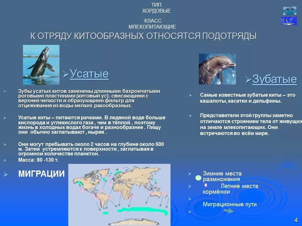 Формула зубов китообразных. Зубная формула китообразных млекопитающих. Китообразные зубатые представители. Самый крупный представитель отряда китообразные. Отряды млекопитающих китообразные.