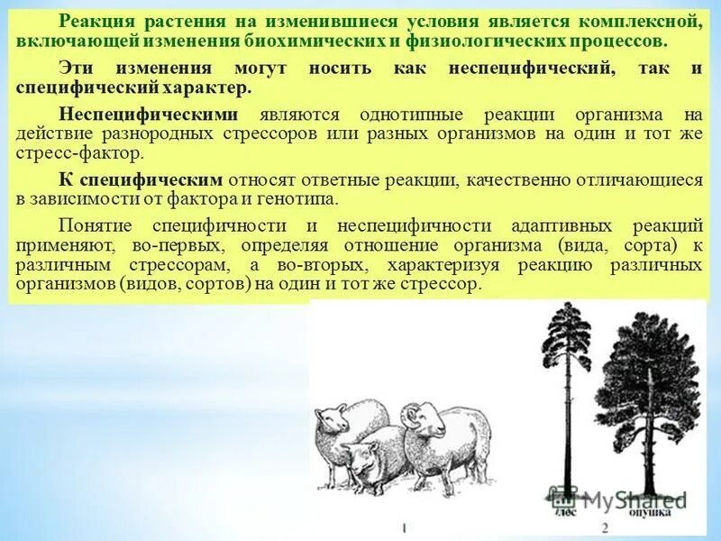 Стресс неспецифическая реакция. Специфические и неспецифические реакции растений на стресс. Специфическая и неспецифическая реакция. Стресс это специфическая реакция. Неспецифическая и специфическая реакции адаптации.