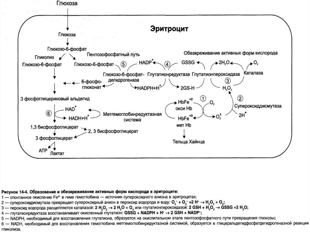 Образование активных форм кислорода в эритроцитах схема. Реакция образования активных форм кислорода в эритроцитах. Схема обезвреживания активных форм кислорода. Обезвреживание активных форм кислорода. Схема реакций. Система крови биохимия