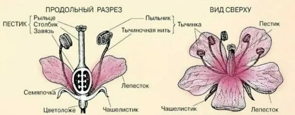 Поперечный срез завязи пестика лилии под микроскопом. Схема пестика и тычинки строение. Строение завязи пестика лилии. Строение тычинки герани. Петуния строение цветка схема.