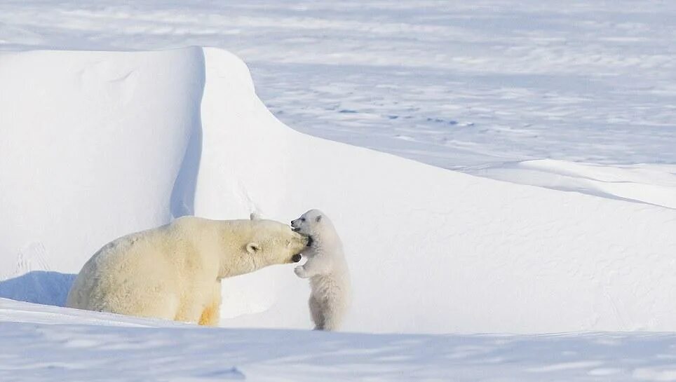 Родина белых медведей. Белый медведь жаккард. Белый медведь без фона. Остров врангеля заповедник. Приложение белый медведь.