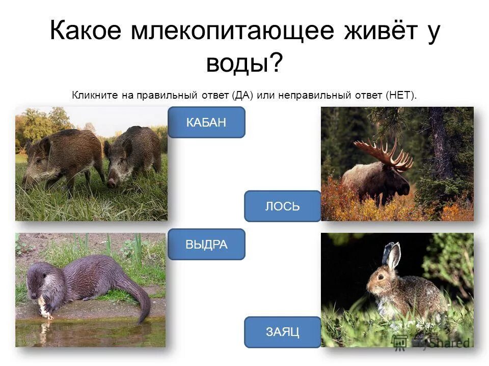 Жизнь пресного водоема тест с ответами. Млекопитающие живущие в пресных водоемах. Жизнь пресного водоема проверочная работа 4 класс. Млекопитающие живущие у воды ответ. Проект о пресных водоемах.