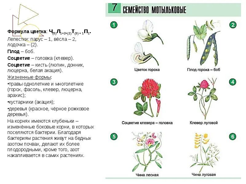 Клевер луговой строение плода. Формула клевера лугового. Клевер луговой формула цветка. Соцветие клевера. Клевер луговой соцветие.
