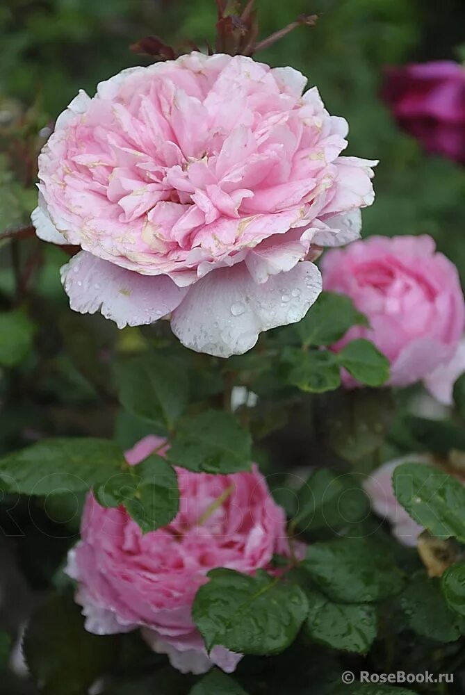 энциклопедия роз анри. анри дельбар henri delbard роза. шрабы » анри лё сиданэ. роза анри дельбар энциклопедия. роза анри дельбар.