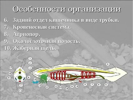 Глаза гессе