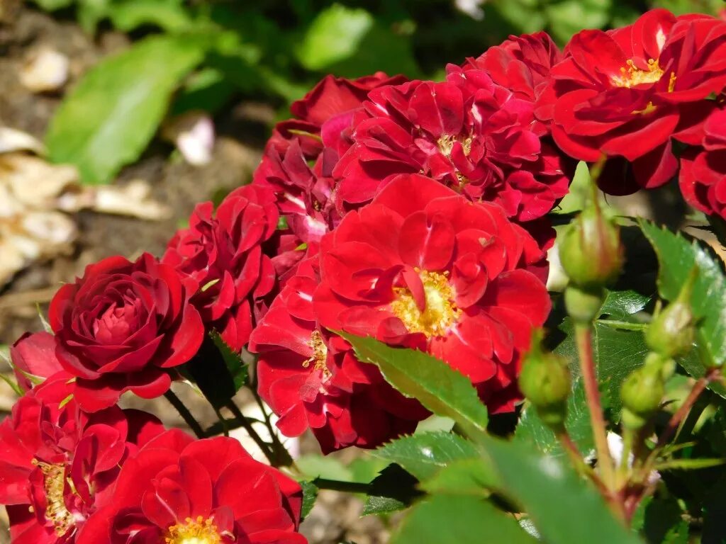 роза амаретто плетистая. гортензия метельчатая pink diamond. питомник мерирозес каталог на весну 2024 года. питомник розы фокино. роза английская отелло.