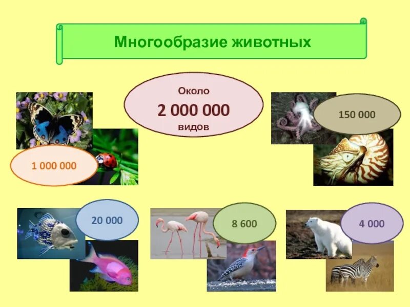 Сообщение многообразие животных. Разнообразие животных. Зоология животных. Биология Зоология. Зоология презентация.