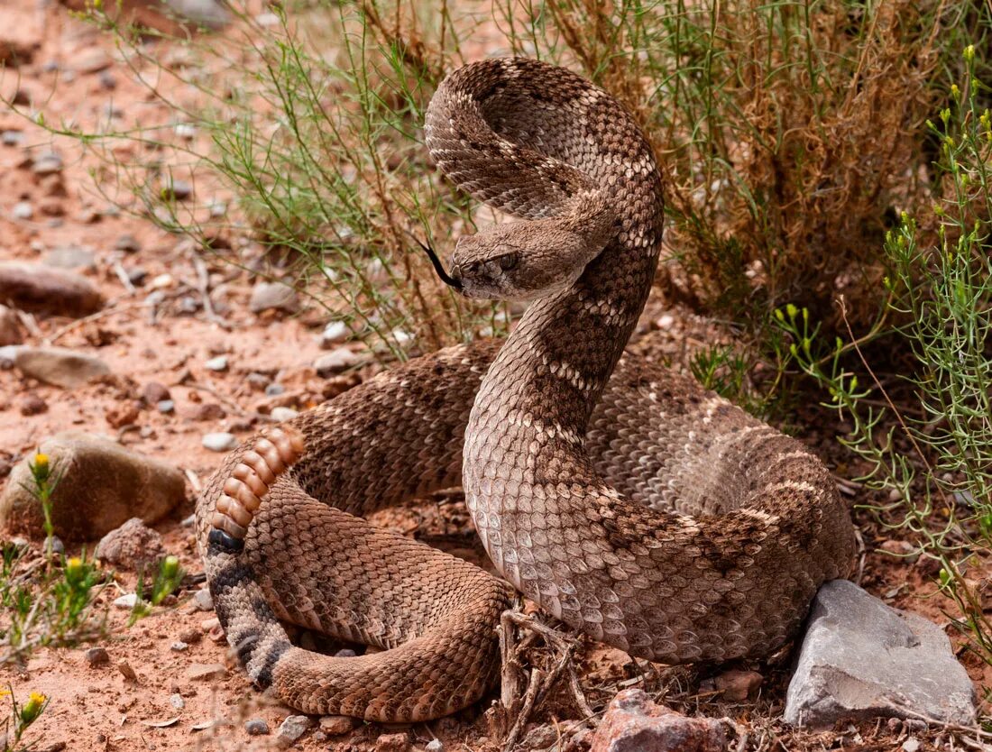 Гремучая змея Мохаве. Гремучник Мохаве. Техасский гремучник. Crotalus Atrox.