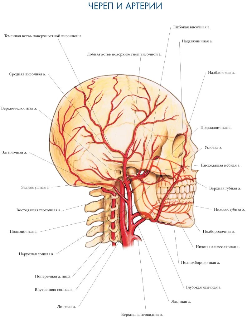 Наружная Сонная артерия анатомия ветви. Наружная Сонная артерия анатомия ветви кровоснабжение. Ветви затылочной артерии анатомия. Кровообращение костей