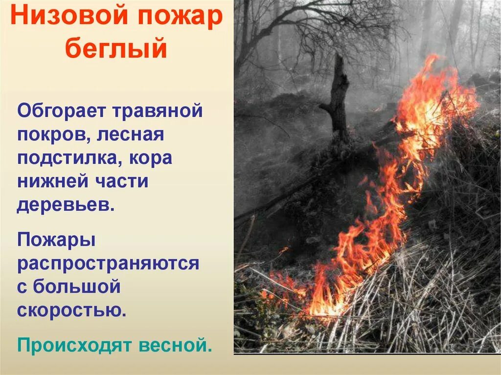 Лесные и торфяные пожары сообщение. Лесные и торфяные пожары. низовой пожар. беглый низовой пожар. низовой лесной пожар.