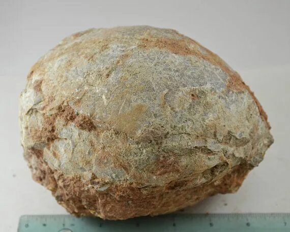 Fossil egg. Hadrosaurus fossil. расколотое яйцо динозавра. яйцо гадрозавра.