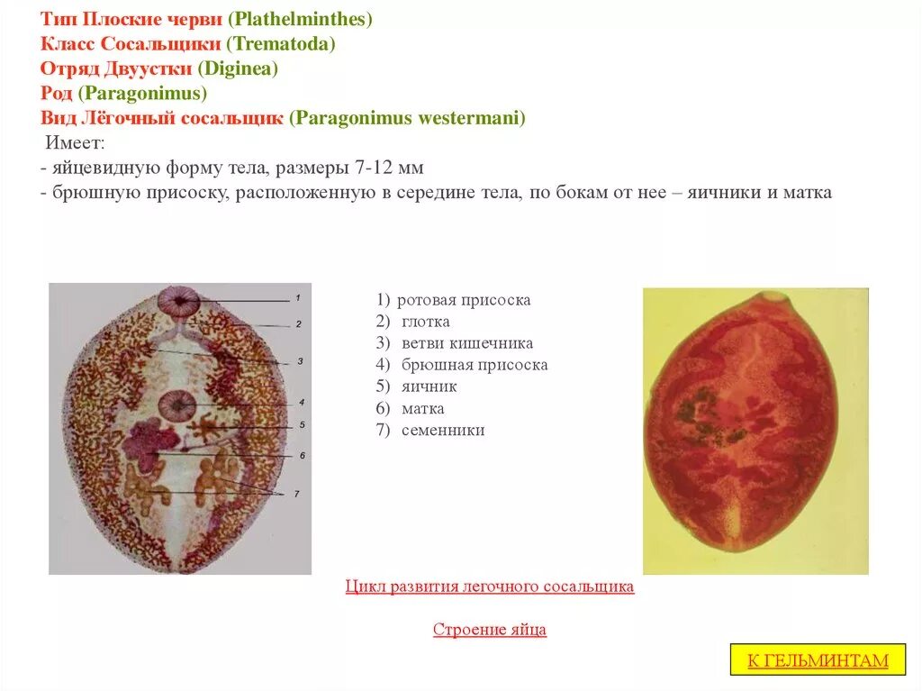 Систематика сосальщиков. Морфология яйца легочного сосальщика. Легочный сосальщик классификация. Печеночный сосальщик отряд род вид. Легочный сосальщик систематика.