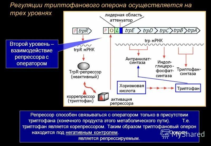 Регуляция экспрессии триптофанового оперона. Триптофановый оперон регуляция. Триптофановый оперон регуляция. Триптофановый оперон регуляция. Триптофановый оперон регуляция.