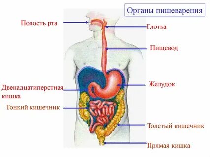 Какое пищеварение происходит в желудке