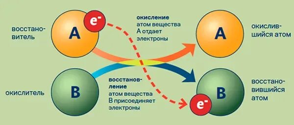 Окислительно-восстановительные процессы в организме человека. Окислительно восстановительные процессы в живом организме. Окислительно-восстановительные процессы в жизни. Окислительно-восстановительный потенциал.