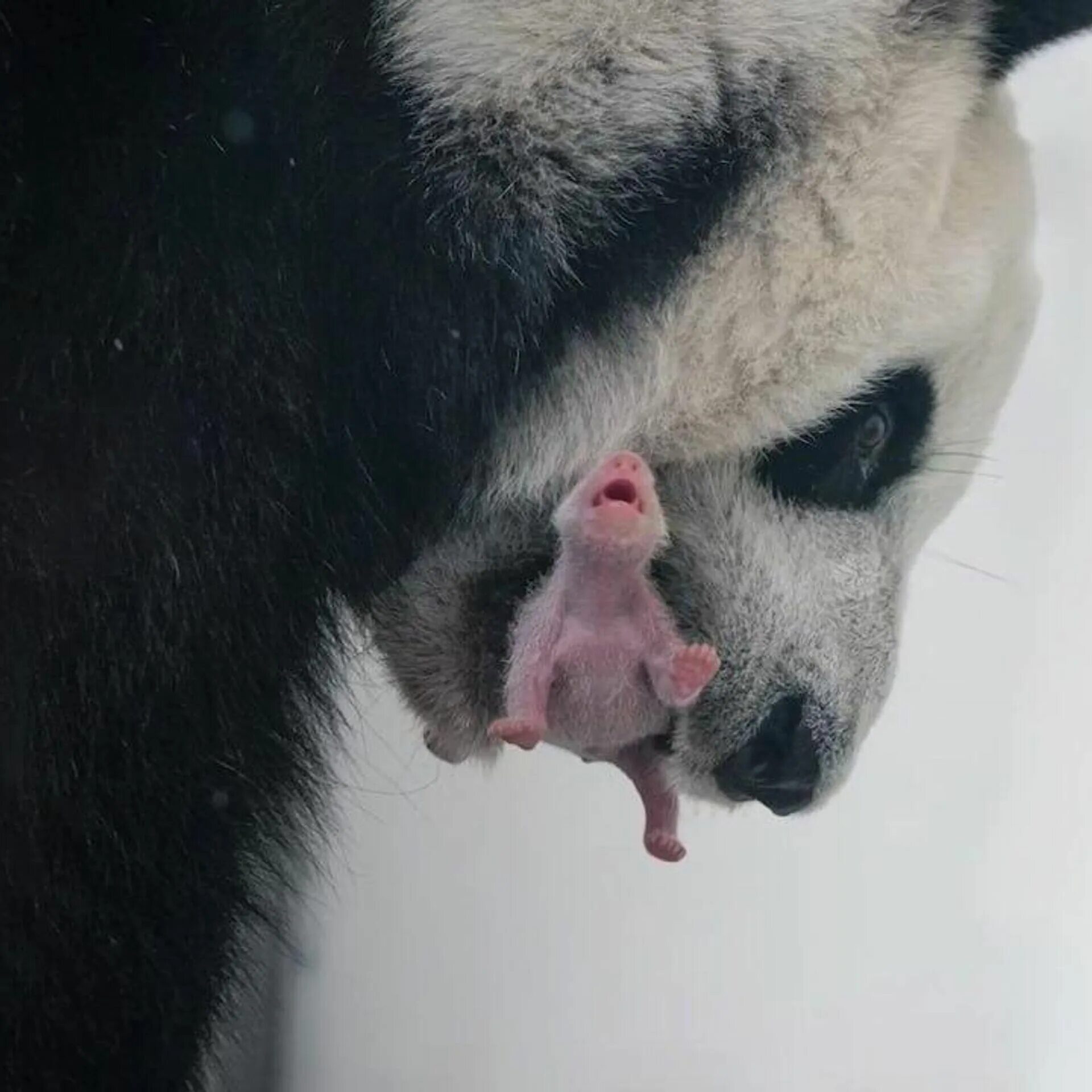 Панда детеныш москва. Панда жуи в Московском зоопарке. Панда Диндин из Московского зоопарка. Панда с детёнышем. Панда в Московском зоопарке.