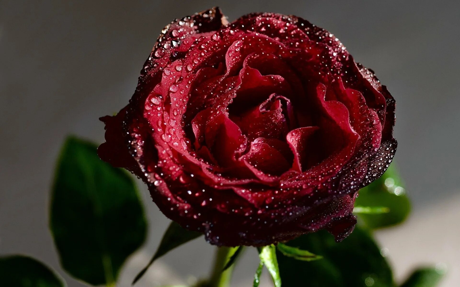 Росы дорогие. Красивые розы. Красные розы. Темно бордовые розы. Самые красивые розы.