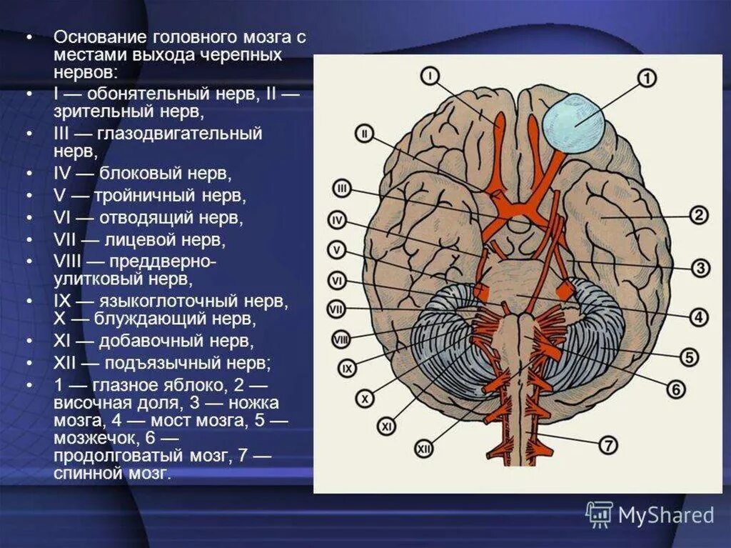 Названия черепных нервов. 12 Пар черепно-мозговых нервов строение. Черепно мозговые нервы расположение. Топография Корешков черепных нервов. Топография 12 пар черепных нервов.
