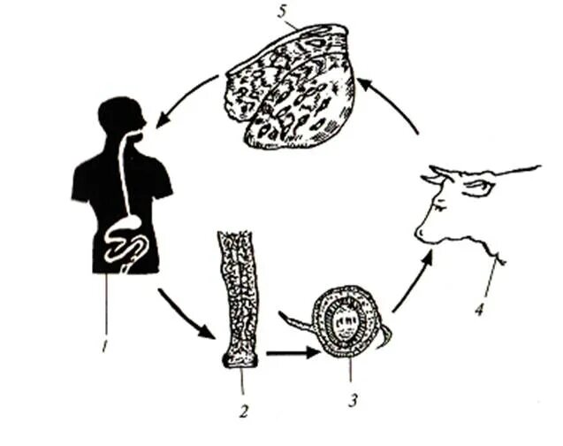 Стадии развития цепня. Стадии жизненного цикла бычьего цепня. Цикл развития бычьего цепня схема. Схема развития бычьего цепня. Бычий цепень цикл развития схема.