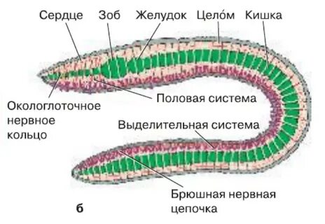 Тип кольчатые черви внешнее строение