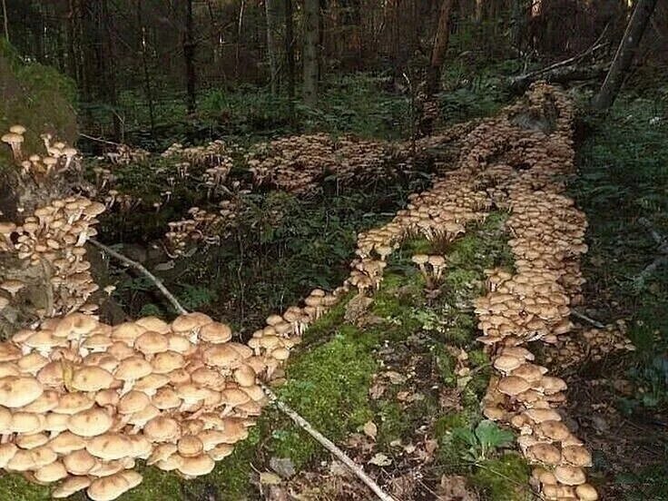 Что значит грибные набеги