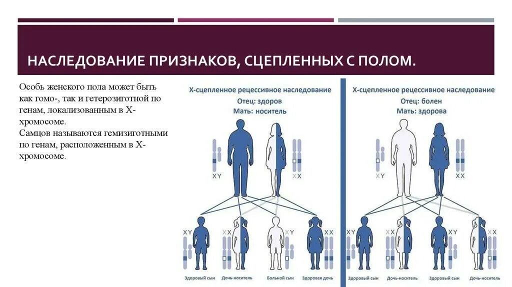 Информация о наследственных признаках. Х сцепленный рецессивный Тип наследования. У человека сцепленно с полом наследуются. Зависимый от пола Тип наследования. Схема генетика пола. Наследование признаков.