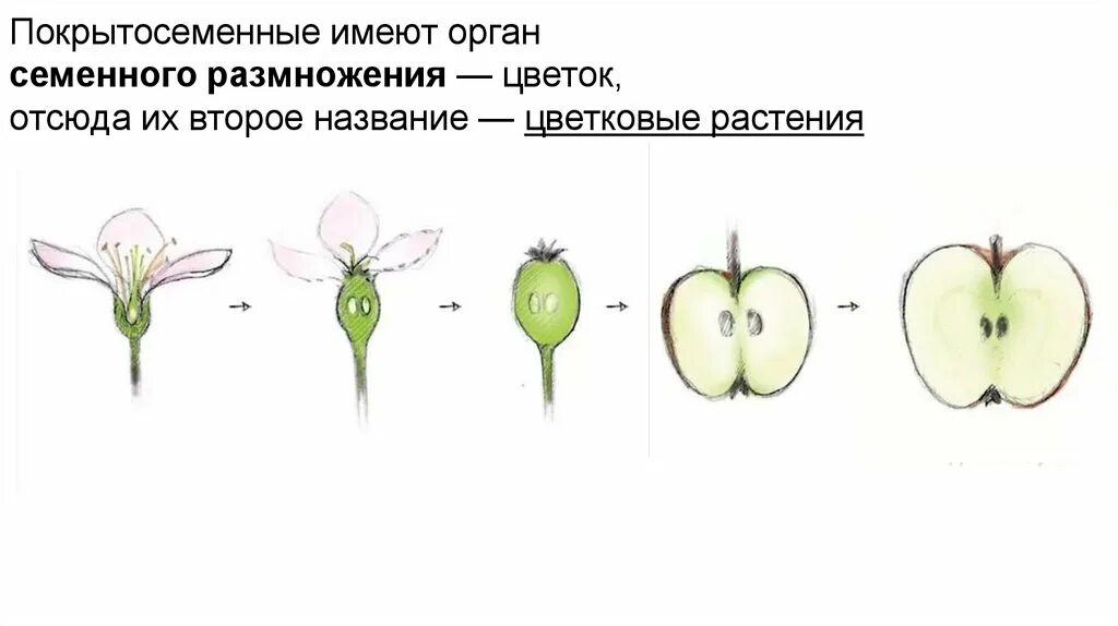 Покрытосеменные имеют органы. Плоды покрытосеменных. Плоды цветковых растений. Внешнее строение покрытосеменных. Строение цветка покрытосеменных растений.