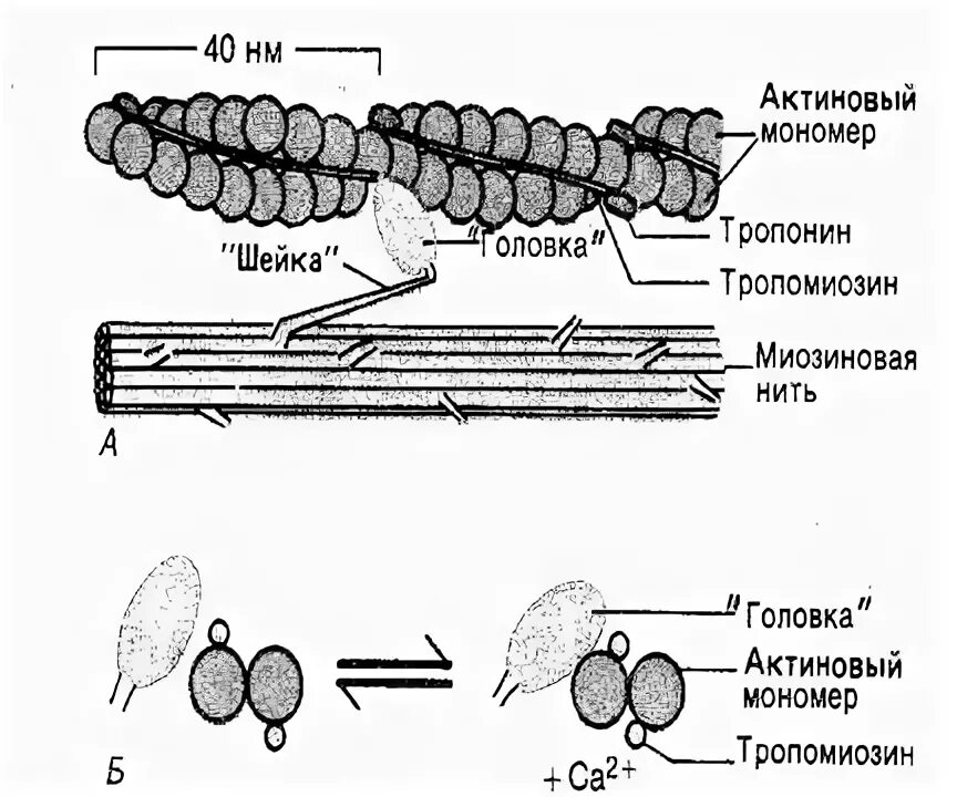 Нити актина. Актиновые филаменты строение. Строение актинового волокна. Взаимодействие актина и миозина в процессе сокращения. Актиновые и миозиновые.