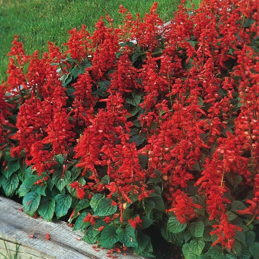 Red heights. Сальвия Плейона. Сальвия сверкающая. Сальвия сверкающая (Salvia splendens). Однолетки Сальвия.