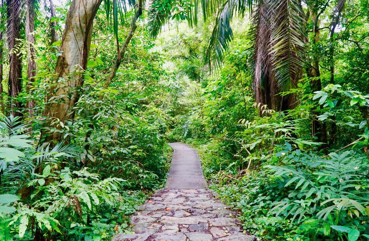Фото джунгли парка. Сингапур джунгли. nature park singapore. сингапур 1930- джунгли. нашивки тропа в джунгли.