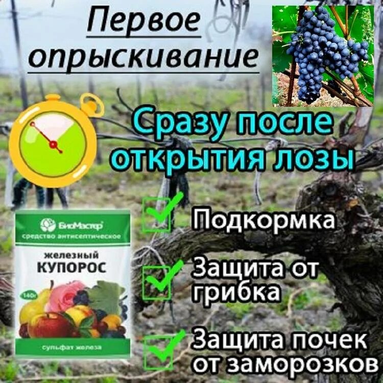 Схема опрыскивания винограда от болезней и вредителей. Схема обработки винограда. Обработка винограда весной. Схема опрыскивания винограда. Можно ли опрыскивать железным купоросом весной