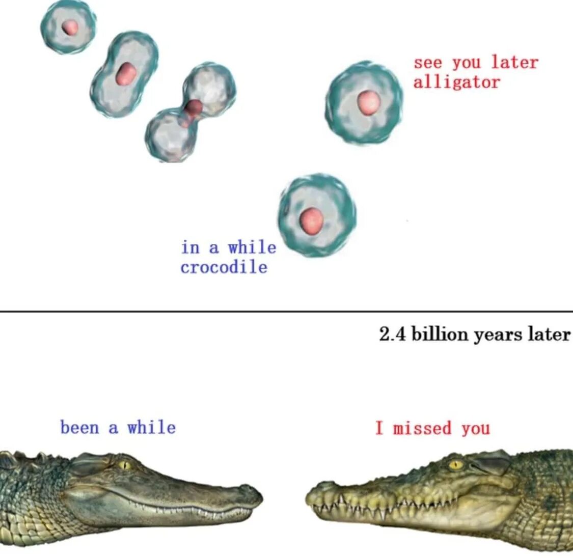 Been a while. See you later alligator in a while. see you later alligator after while crocodile. аллигатор мемы. after a while crocodile.