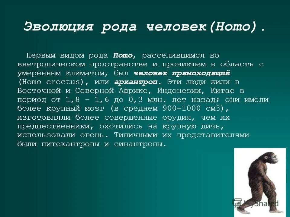 как называется человеческий род. виды рода homo. люди (род). как называется человеческий род. как называется человеческий род.