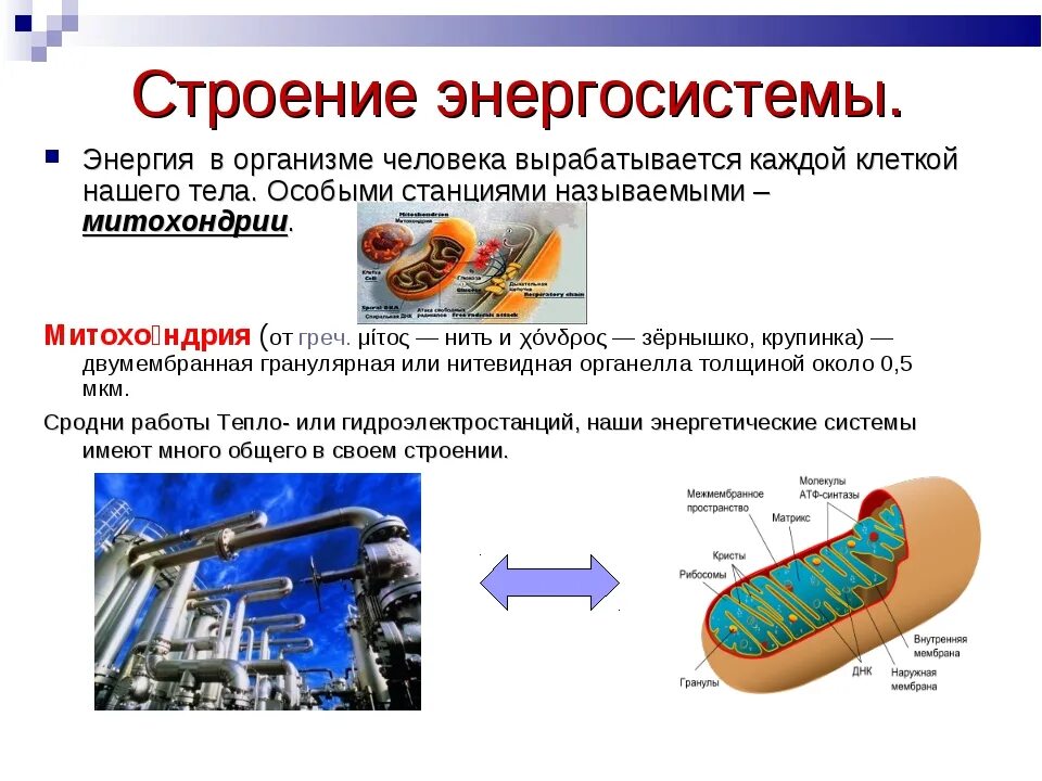 Источником энергии для жизни организмов является. Выработка энергии в организме. Для выработки энергии в организме. Клетки энергии в организме.