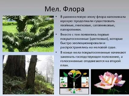 Составляющие флоры