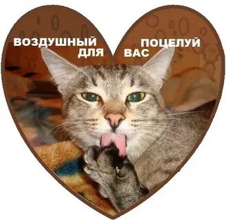 Кис ти
