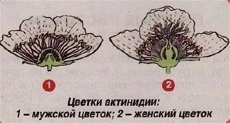 Как отличить мужской цветок от женского. Мужской и женский цветок кабачка. Цветы киви мужские. Мужские и женские цветы огурцов. Цветки огурца мужские и женские.
