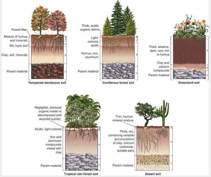 Vegetation and soils