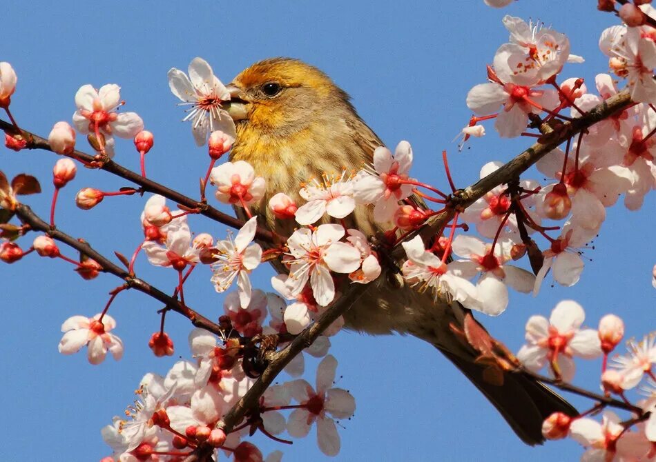теплые страны весной