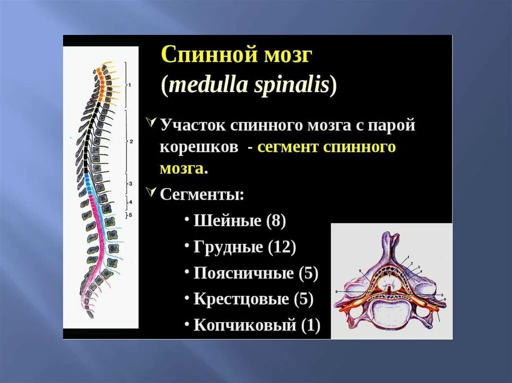 Спинной мозг выходит из. S2-s4 сегментов спинного мозга. Шейный отдел спинного мозга состоит из сегментов. Сегменты Корешков спинного мозга. Сегменты спинного мозга у животных.