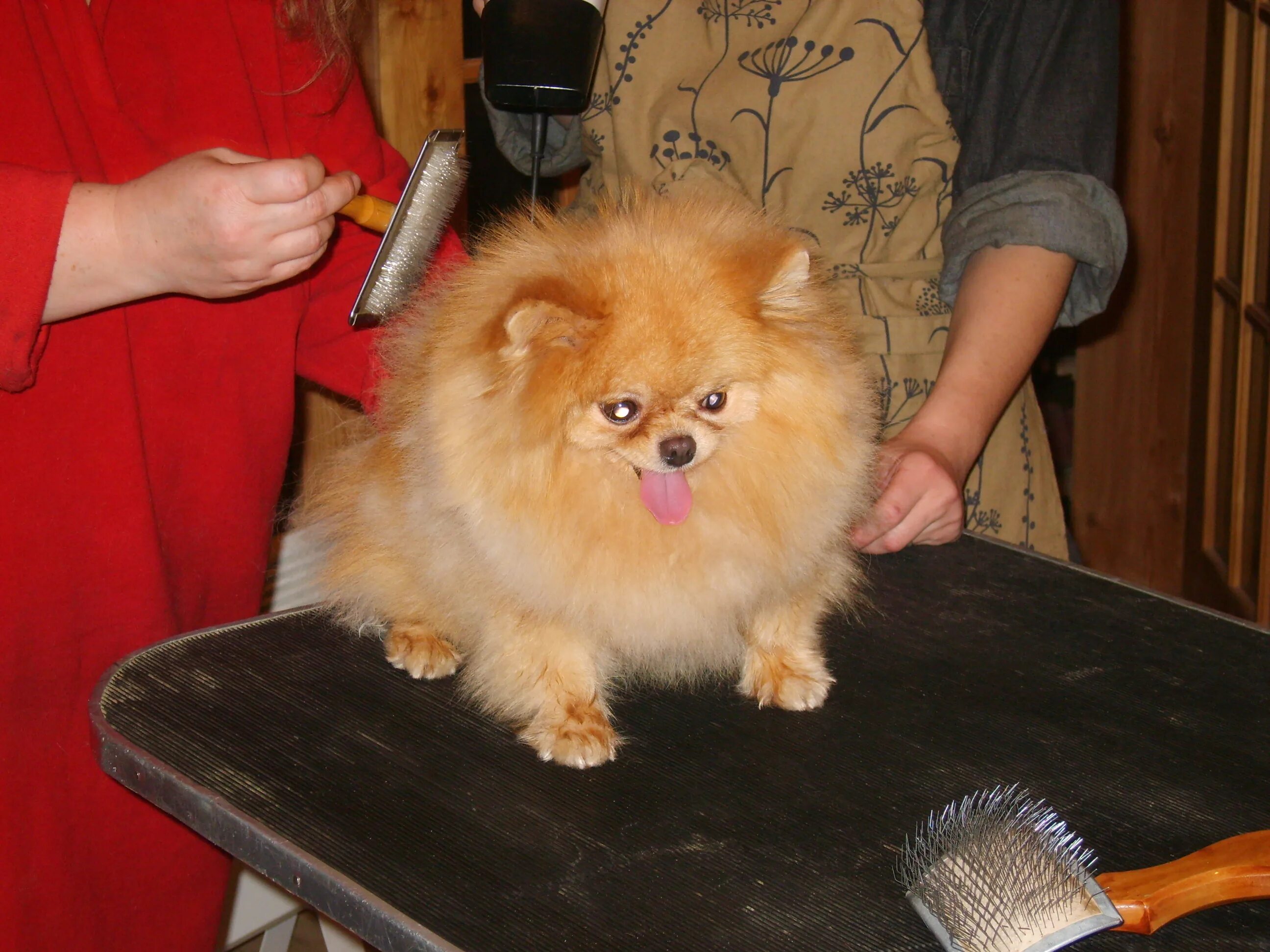 Шпиц померанский купить в спб. Шпиц пончик. Ухоженный шпиц. Pomeranians pets питомник. Особенности собаки шпиц.